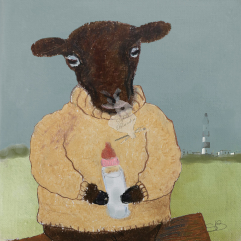 Petit mouton de Ouessant