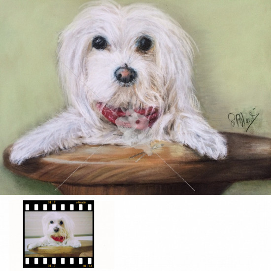 Portrait animalier d'après photo  aux pastels secs 24x30 cm