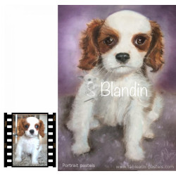 Portrait animalier d'après photo  aux pastels secs 24x30 cm