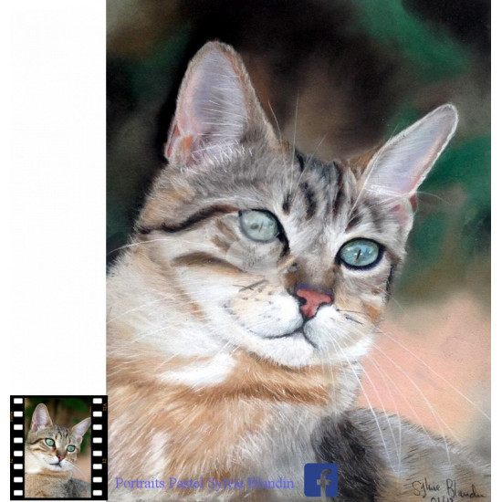 chat aux pastels secs